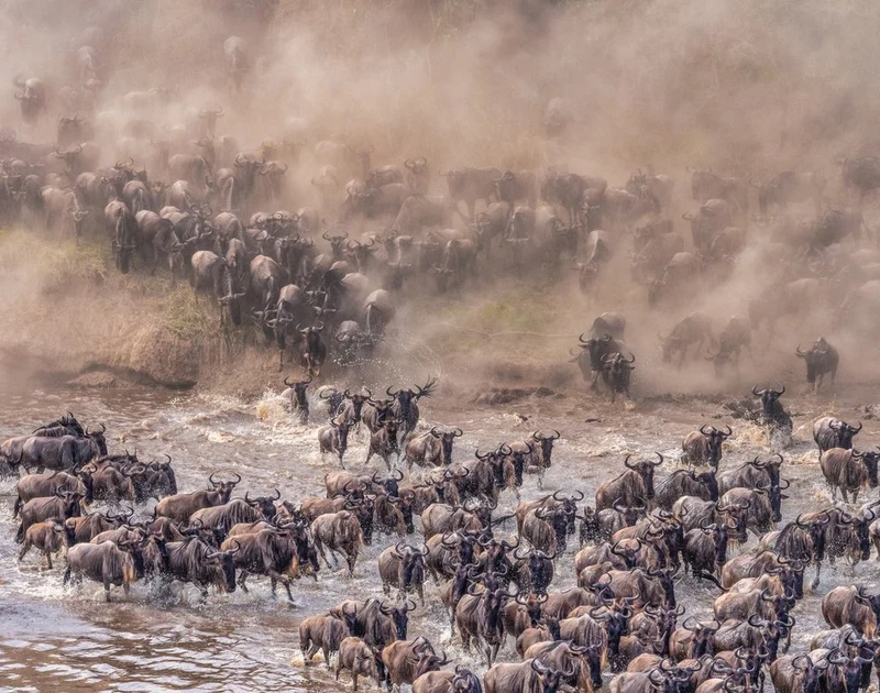 Wildebeest River Crossing
