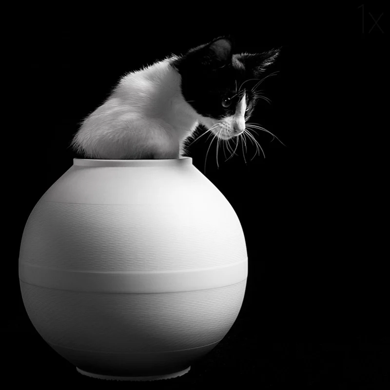 Curious Kitten in Vase