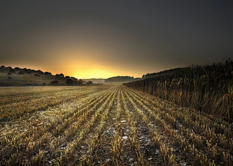 Golden Harvest Sunset