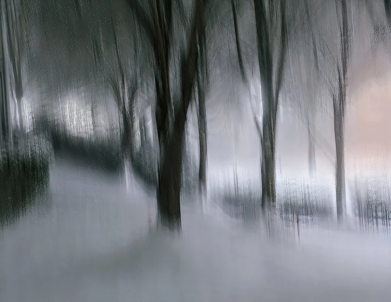 Dreamy Winter Forest