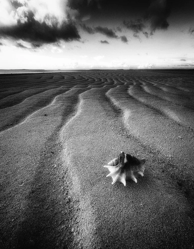 Coastal Shell Ripples