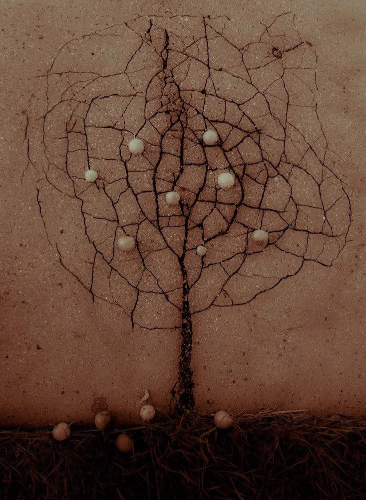 Cracked Earth Tree