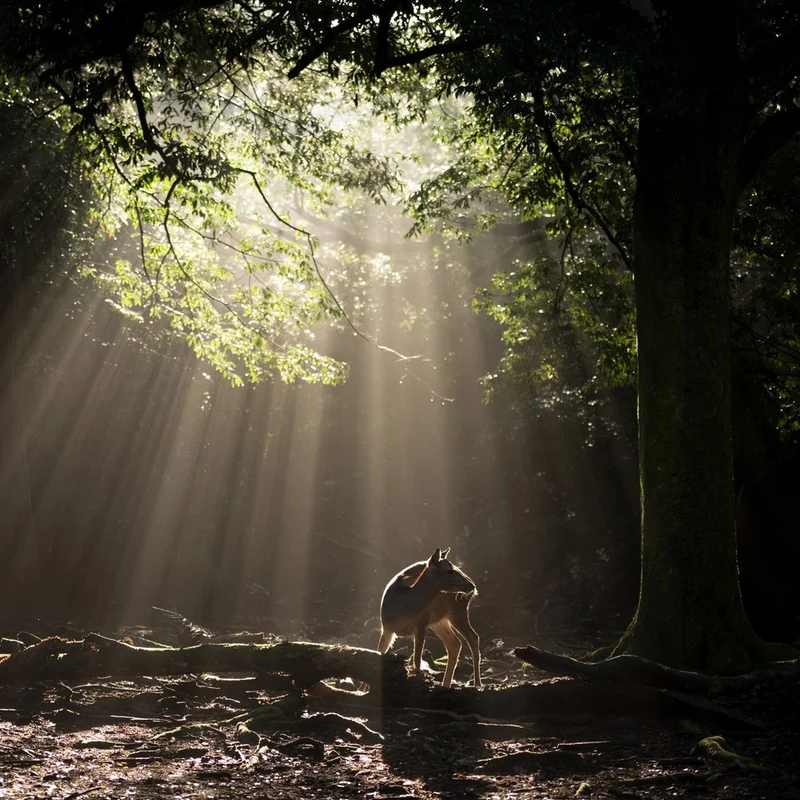 Forest Deer Sunbeams