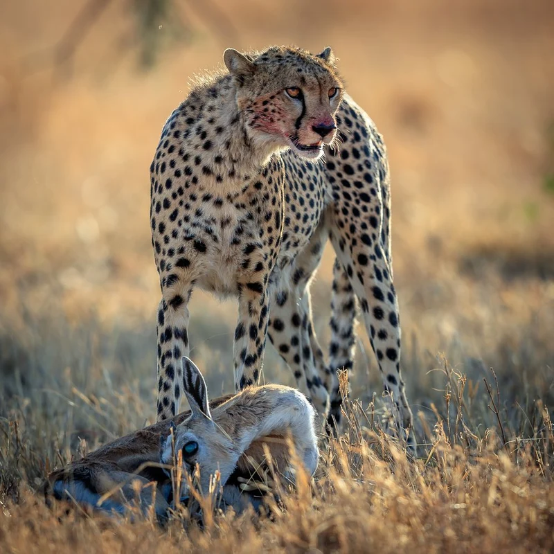 Cheetah and Gazelle
