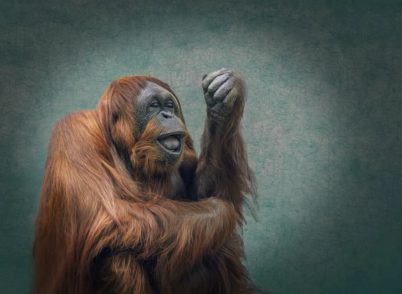 Joyful Orangutan Smile