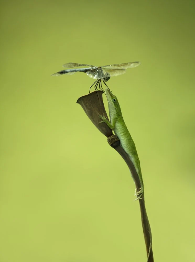 Green Anole Hunts Dragonfly