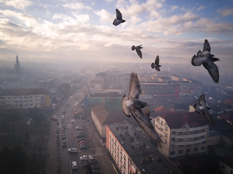 Pigeons Over Misty City
