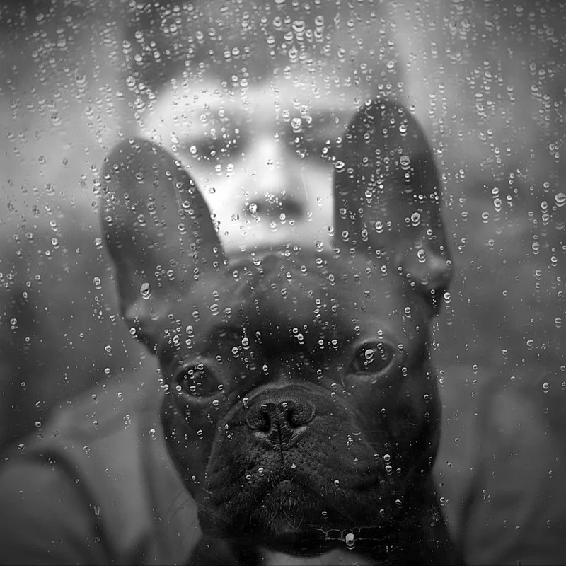 French Bulldog Rainy Window