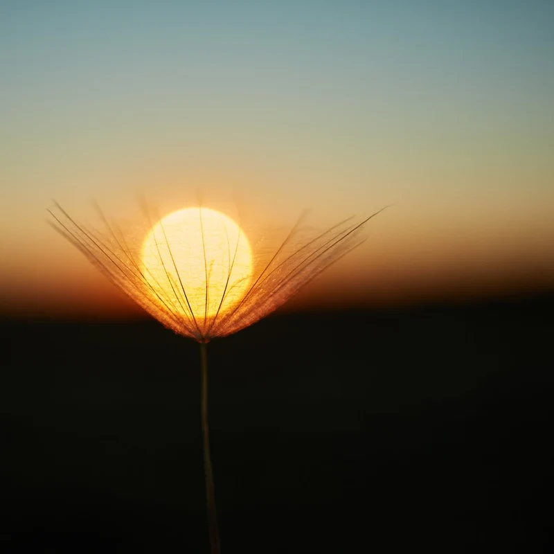 Golden Dandelion Sunset