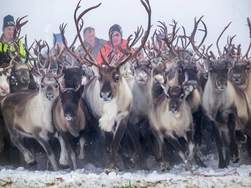 Running Reindeer Herd