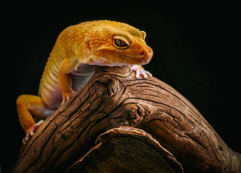 Golden Leopard Gecko
