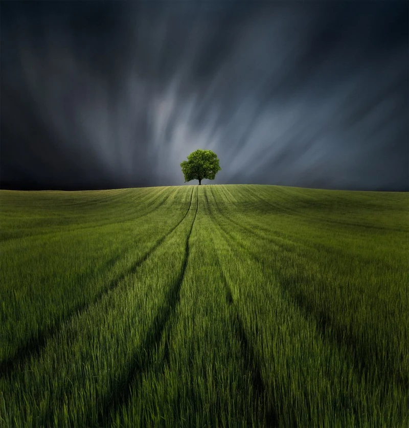Lone Tree Dramatic Sky