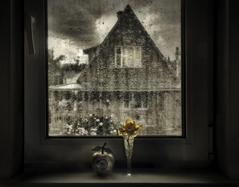 Rainy Window Rose