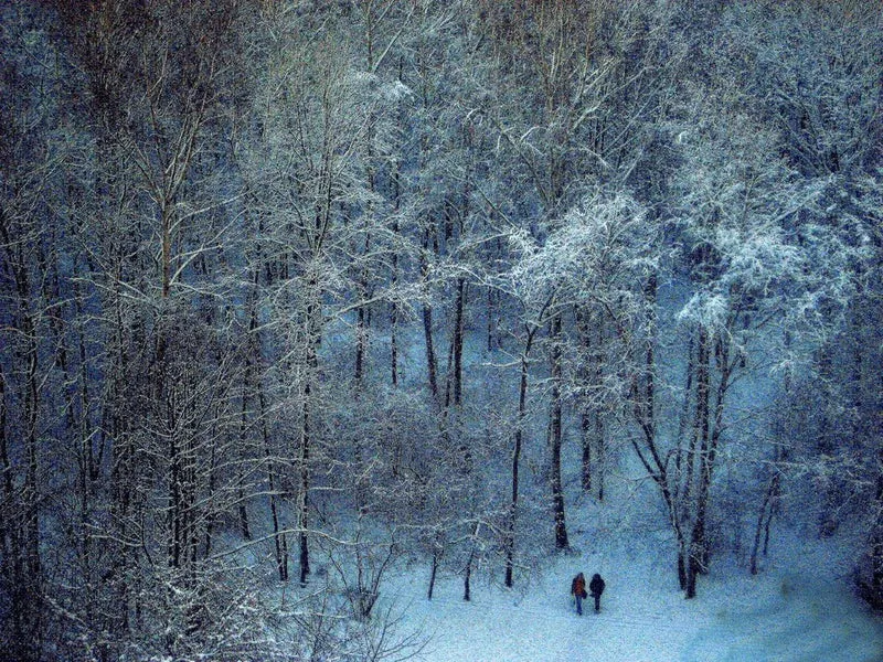 Winter Forest Walk