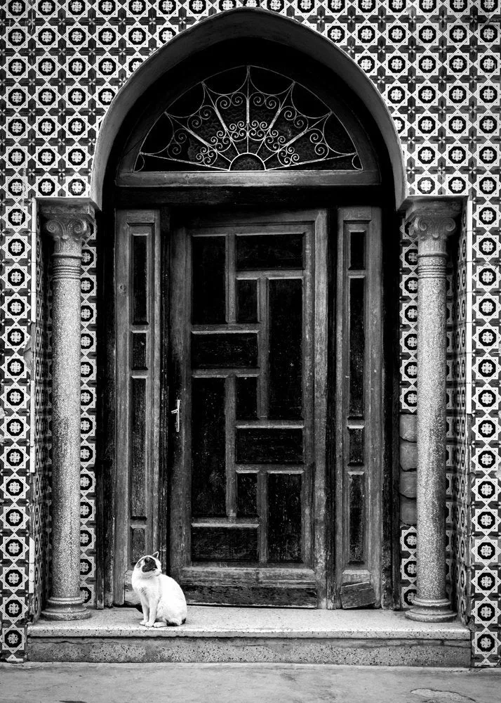 White Cat Arched Door