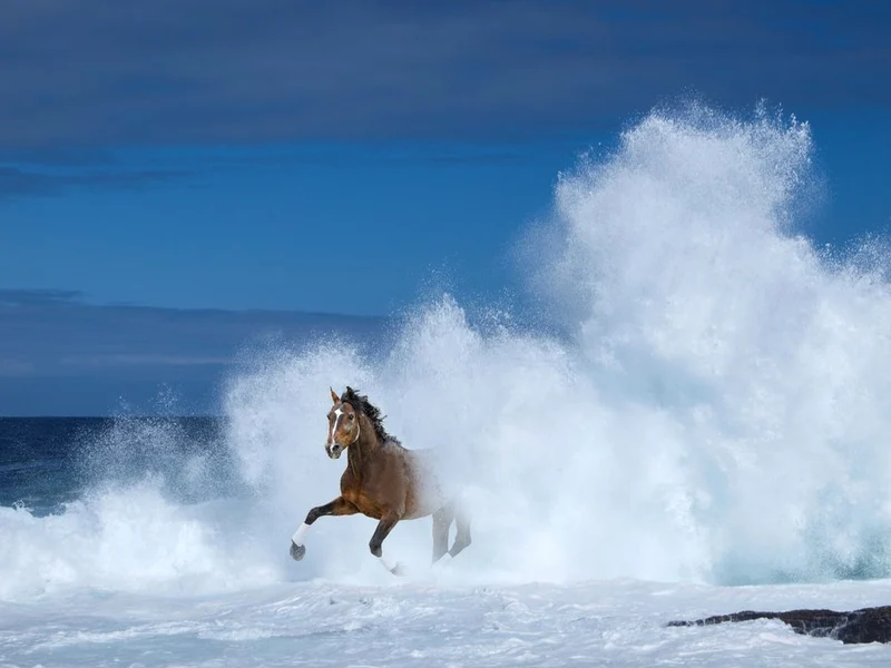 Wild Horse Ocean Waves
