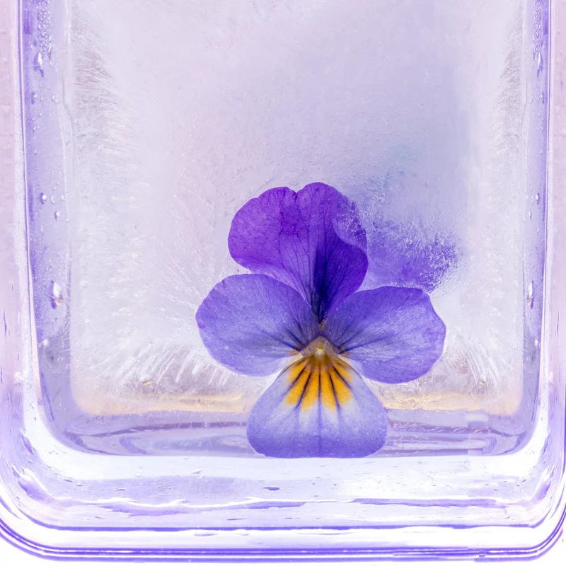 Pansy In Ice