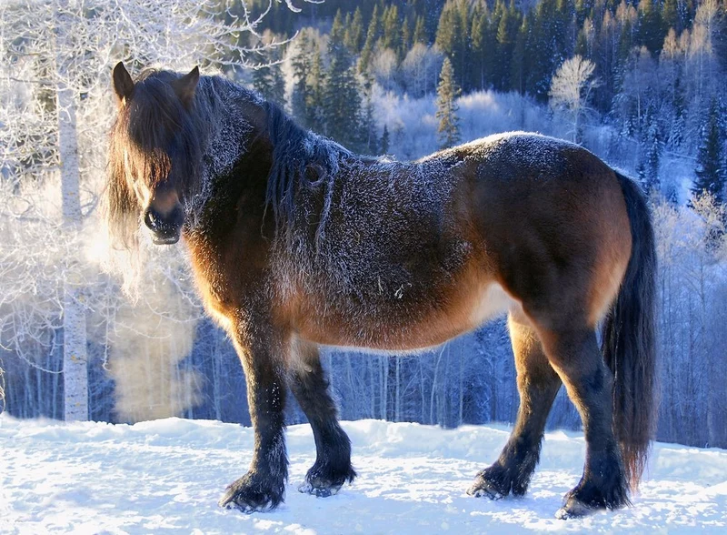 Majestic Winter Horse