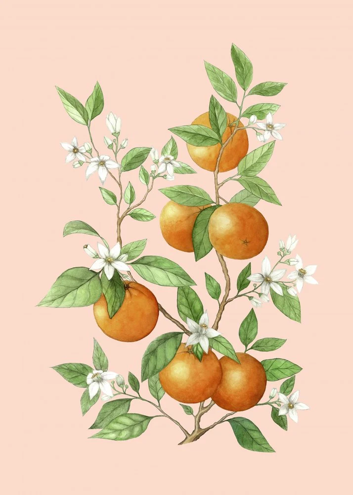 Oranges and Blooms