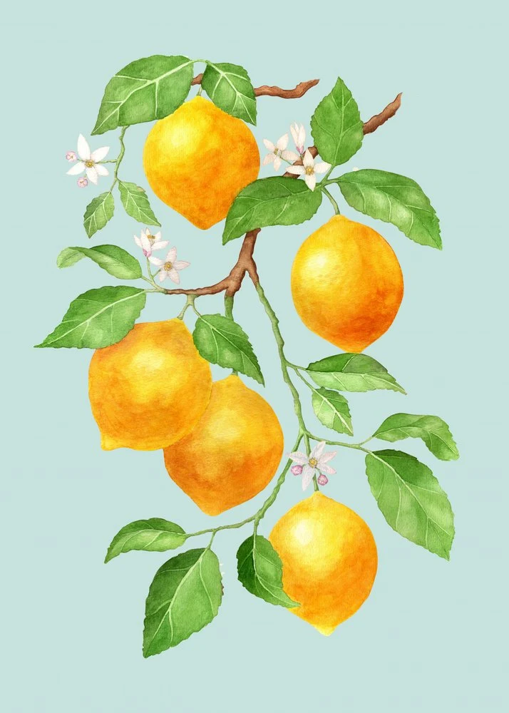 Fresh Lemon Branch