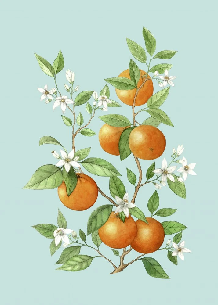Citrus Blossoms And Oranges
