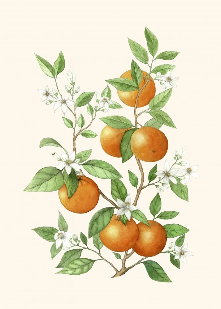 Orange Blossoms And Fruit