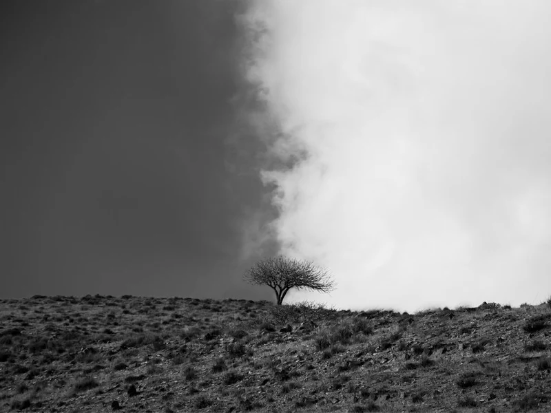 Solitary Tree Sky Contrast