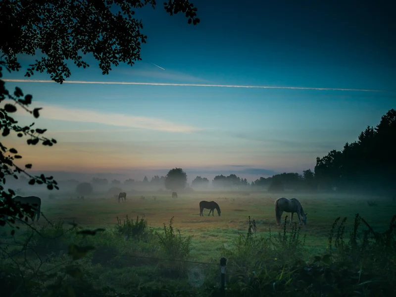 Misty Morning Horses
