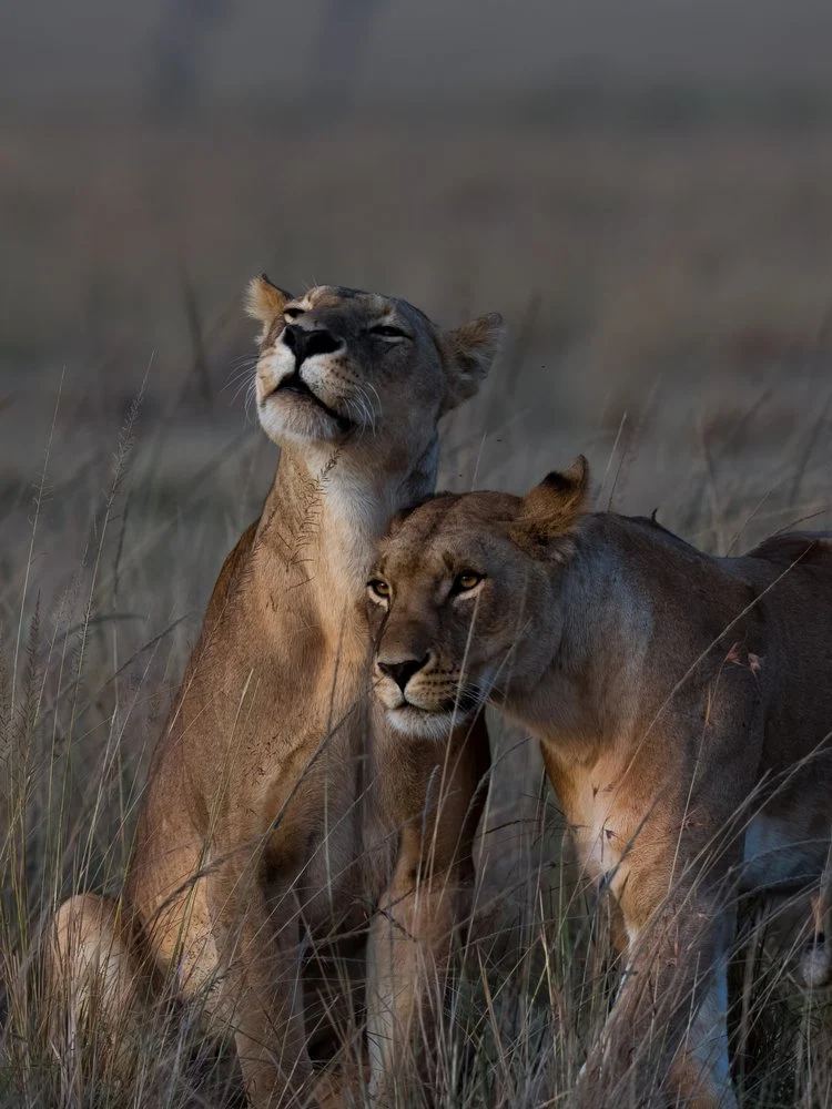 Golden Hour Lionesses Bond