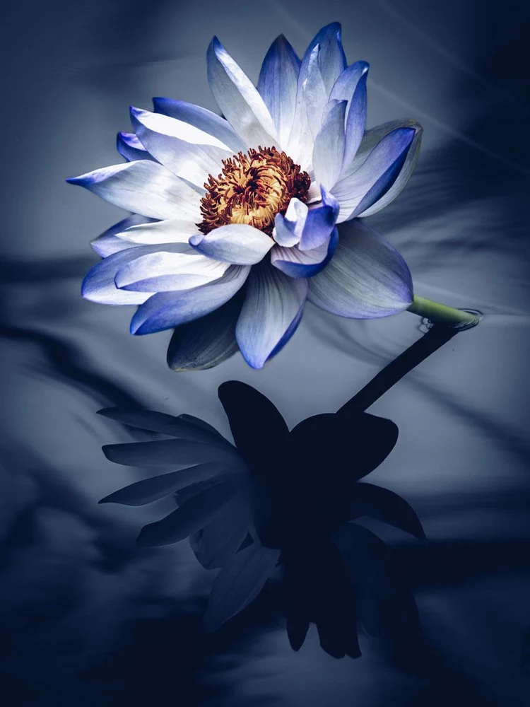 Blue Lotus Reflection