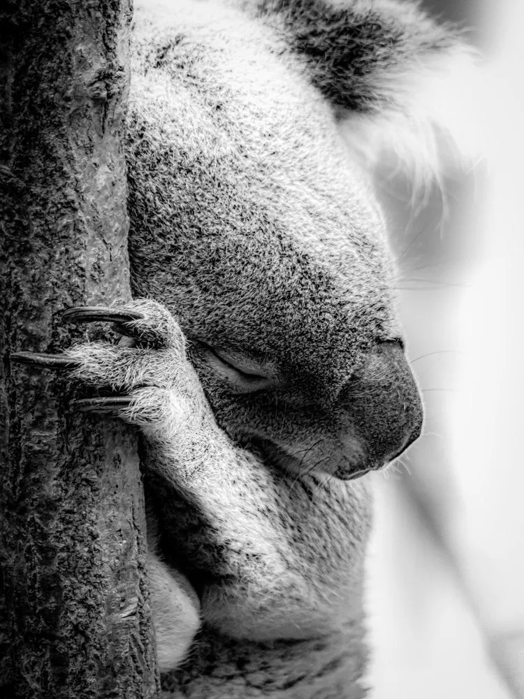 Peaceful Koala Slumber