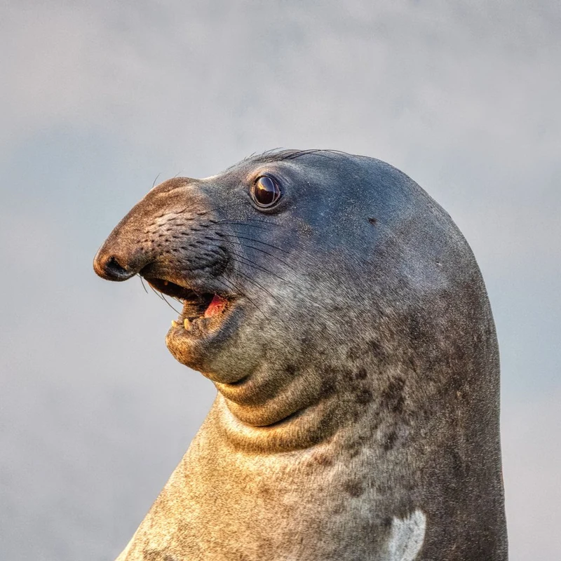Happy Seal Face
