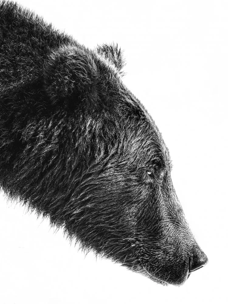Grizzly Bear Profile