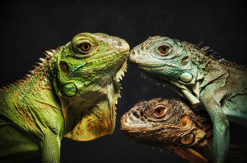 Colorful Iguana Trio