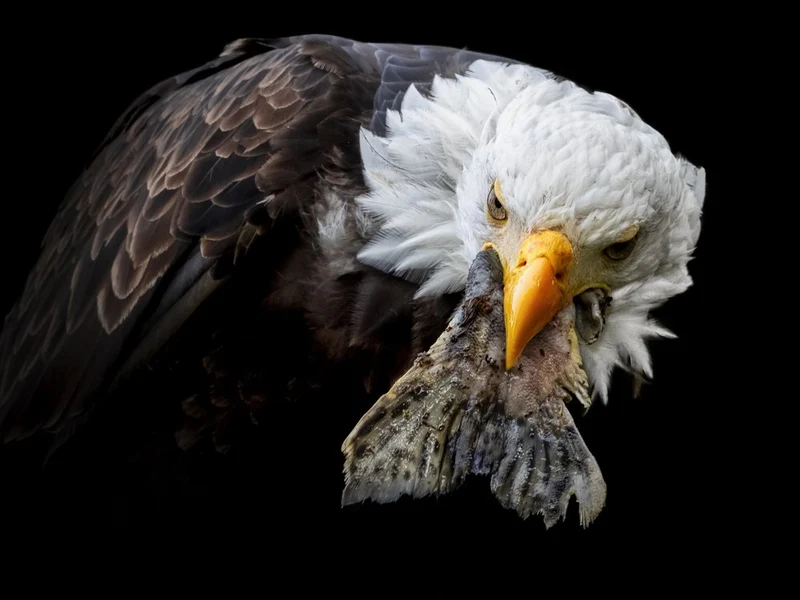 Bald Eagle Catch