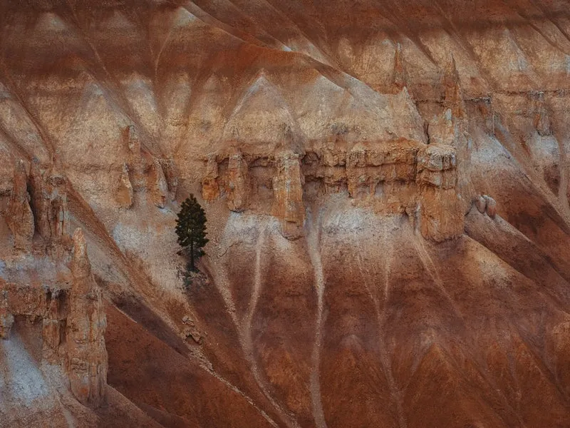 Solitary Canyon Tree