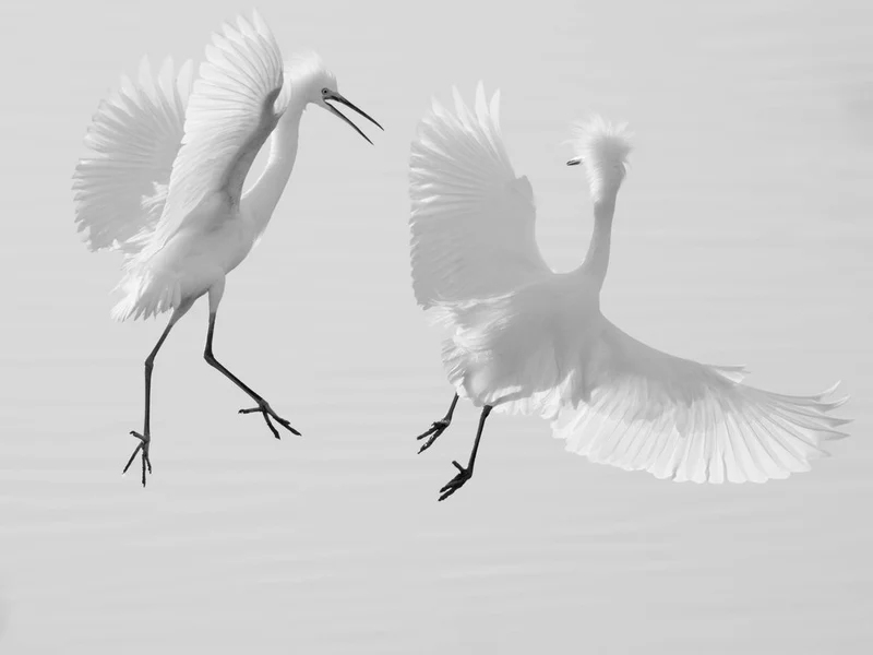 Dancing White Egrets