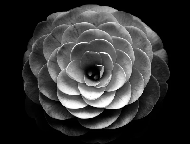 Elegant Camellia Bloom