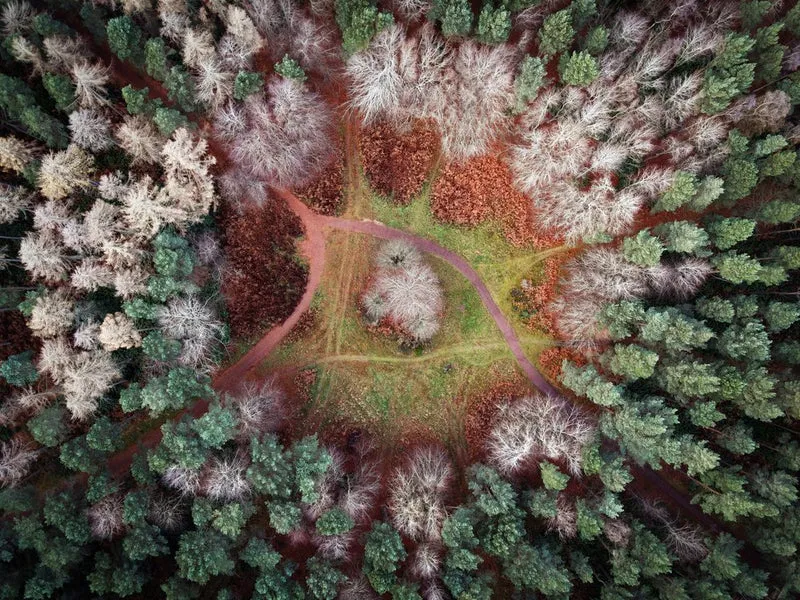 Aerial Forest Paths