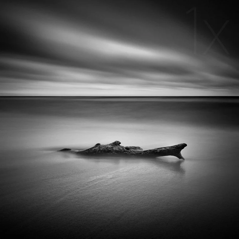 Moody Beach Driftwood