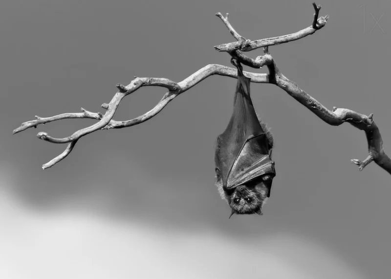 Hanging Bat Portrait