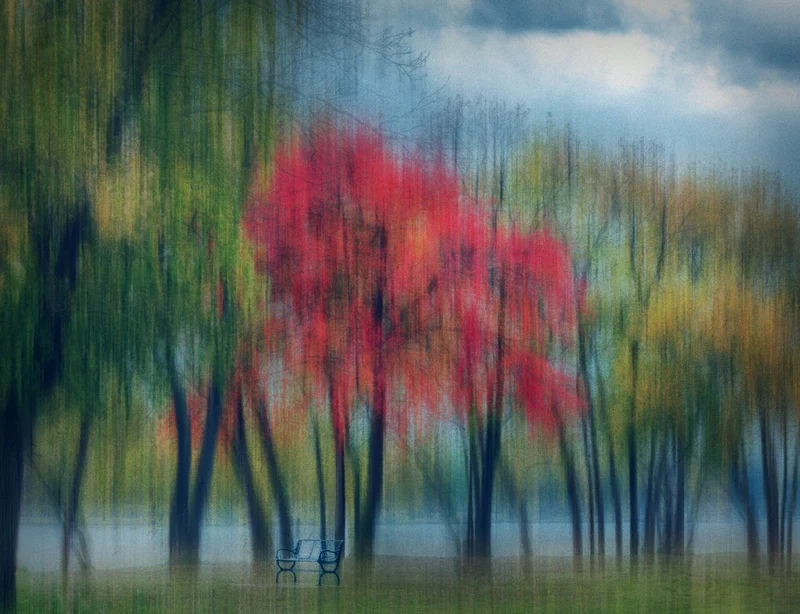 Dreamy Autumn Trees