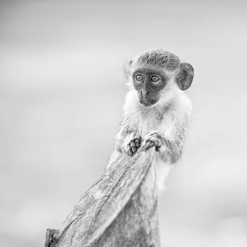 Curious Baby Monkey