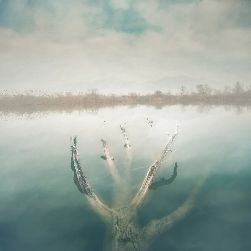 Misty Lake Submerged Tree