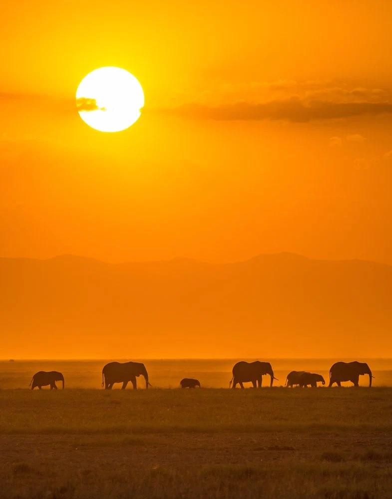Elephant Family Sunset