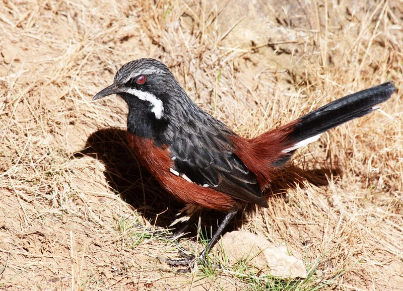 Striking Red-Eyed Bird