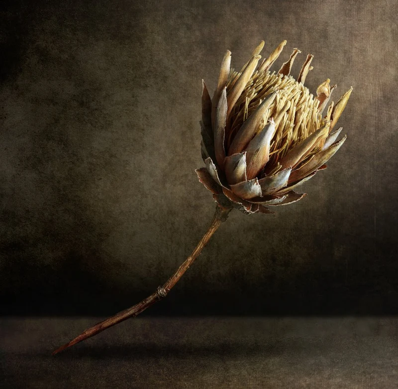 Golden Dried Protea