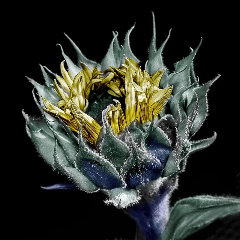 Emerging Sunflower Bud