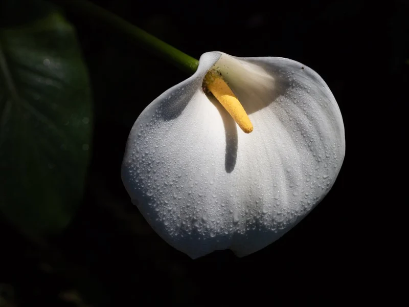 Dew Kissed Calla Lily
