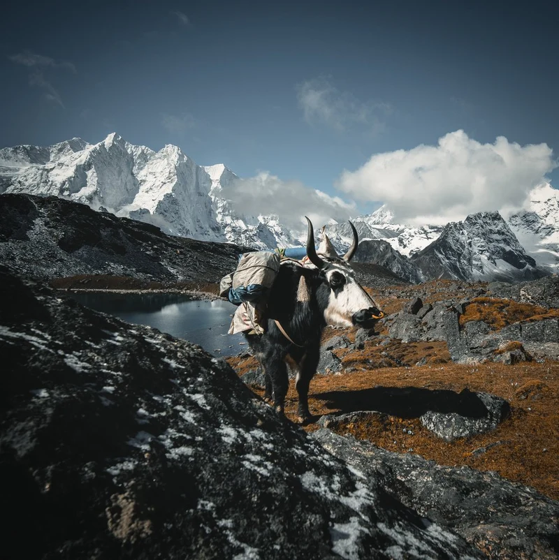 Alpine Yak Adventure